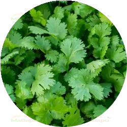 1 tablespoon chopped cilantro