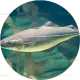 4 pollock fillets (about 150 g each)