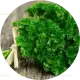 1 bunch parsley