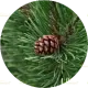 10 Fresh Pine Needles (ताज़ा पाइन सुईयाँ) – washed and trimmed