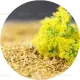 ¼ tsp Fennel Pollen (सौंफ का फूल) – Mabapu Twist