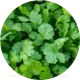 Fresh coriander leaves for garnish