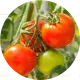 2 medium tomatoes, chopped