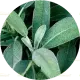 5 fresh sage leaves
